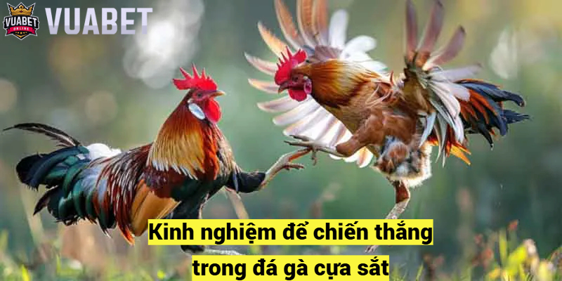Kinh nghiệm để chiến thắng trong đá gà cựa sắt